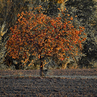 L'albero dei cachi di 