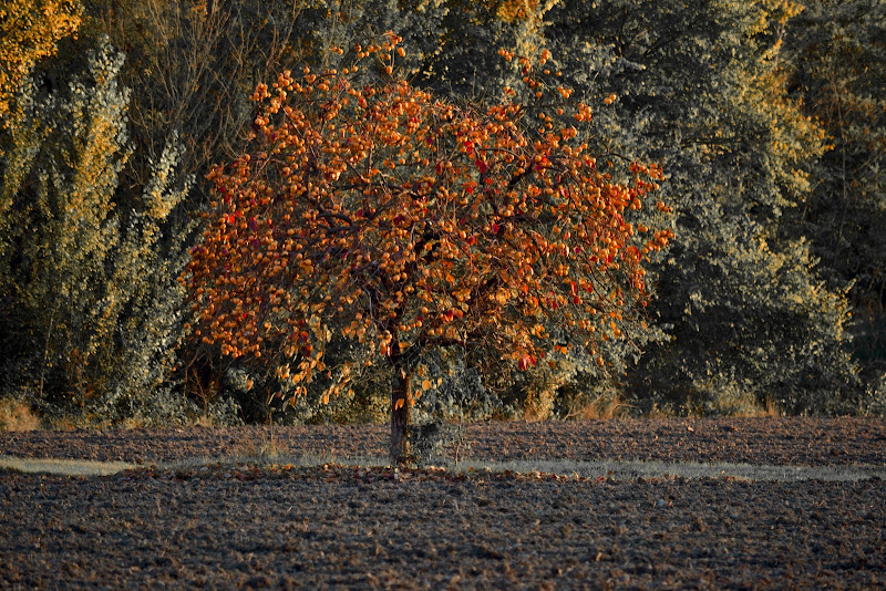 L'albero dei cachi di giuseppedangelo