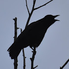 American crow