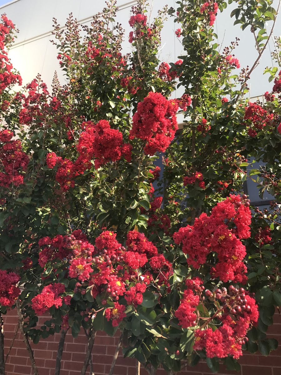 Pink tree flower