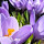 Spring Flowers HD Wallpapers Background Theme