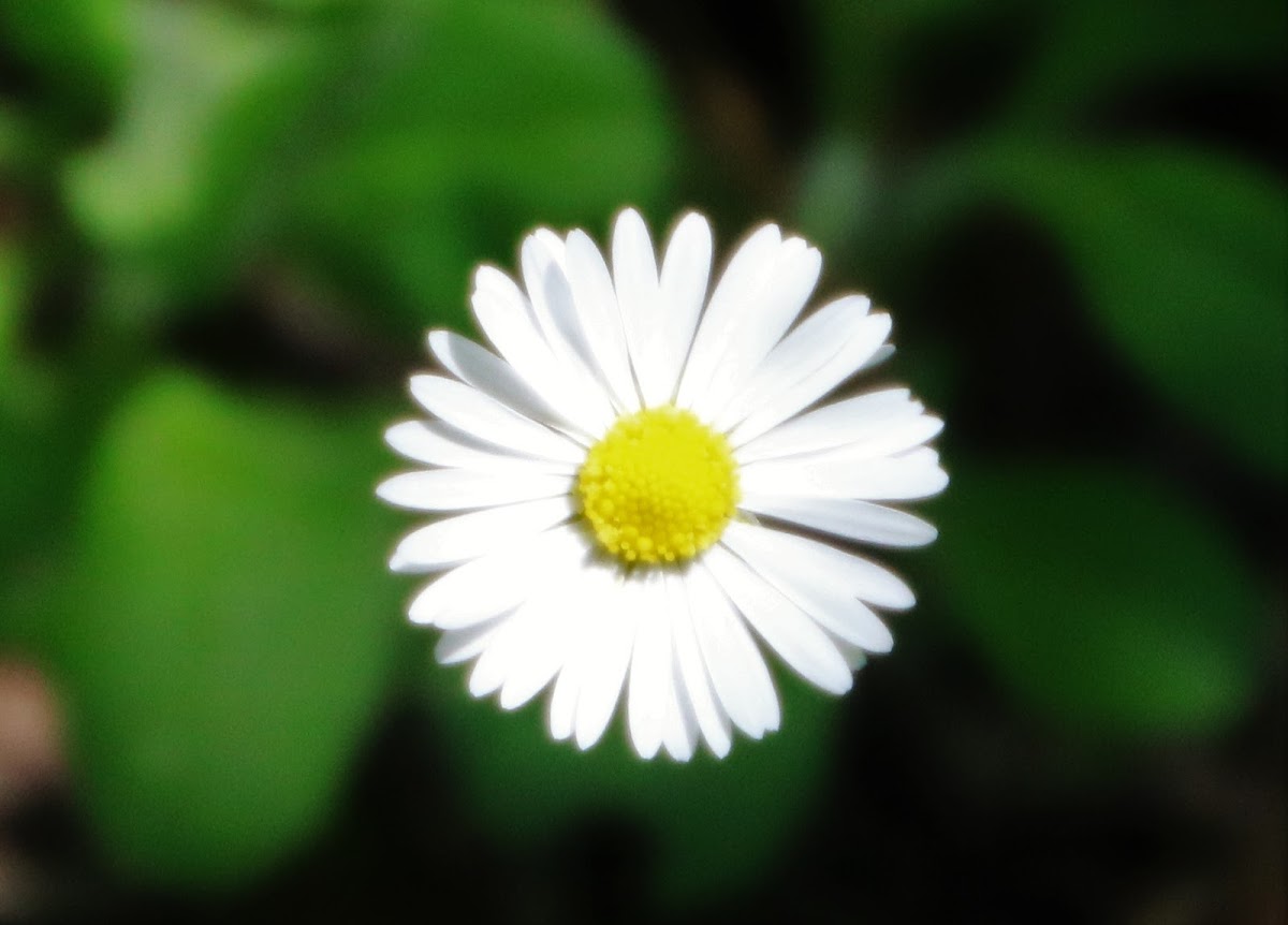 Common Daisy