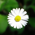 Common Daisy