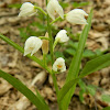 Narrow-leaved Helleborine