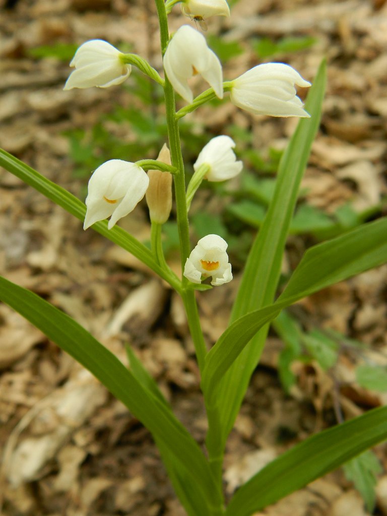 Narrow-leaved Helleborine