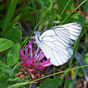 Black-veined White