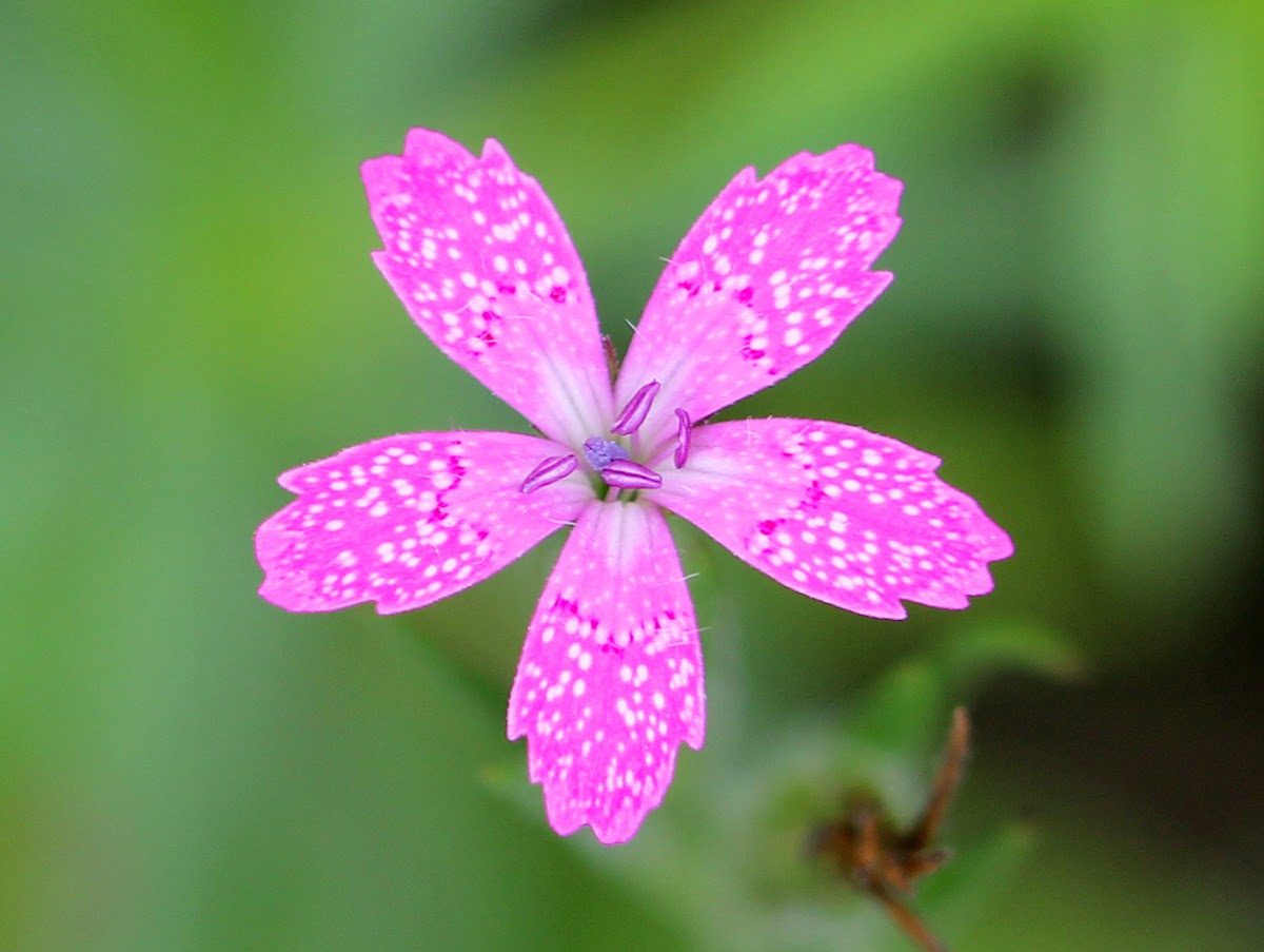 Deptford Pink