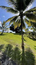 terrain à Petit bourg (971)