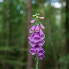 Digitalis purpurea