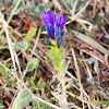 Purple flowers