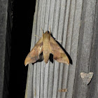 Virginia creeper sphinx