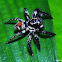 Jumping Spider