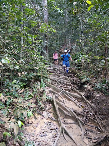 Mount Pulai forest trail