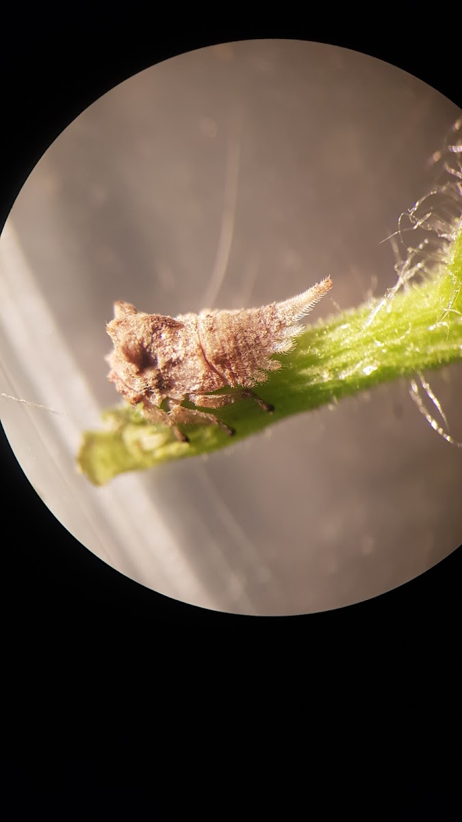 Treehopper