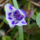 Savannah False Pimpernel