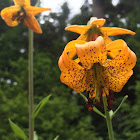 Tiger lily