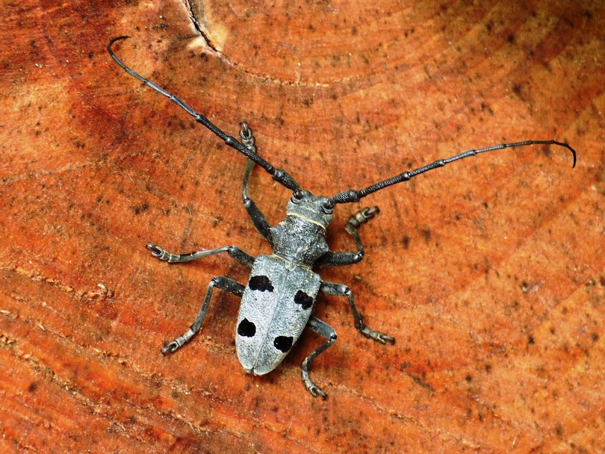 Long-horned beetle