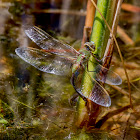 Green Eyed Darner