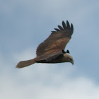 Pariah Kite or Black Kite