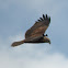 Pariah Kite or Black Kite