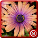 Download Flowers HD Pro For PC Windows and Mac 1.0