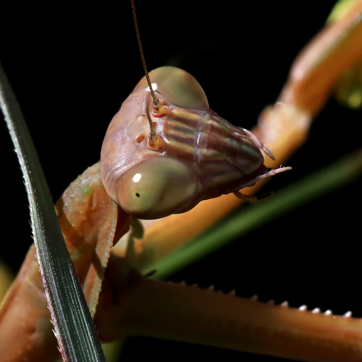 Chinese Praying Mantis