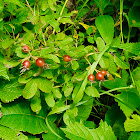 Prairie Wild Rose fruit