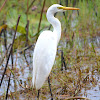 Intermediate Egret