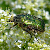 Goldsmith Beetle