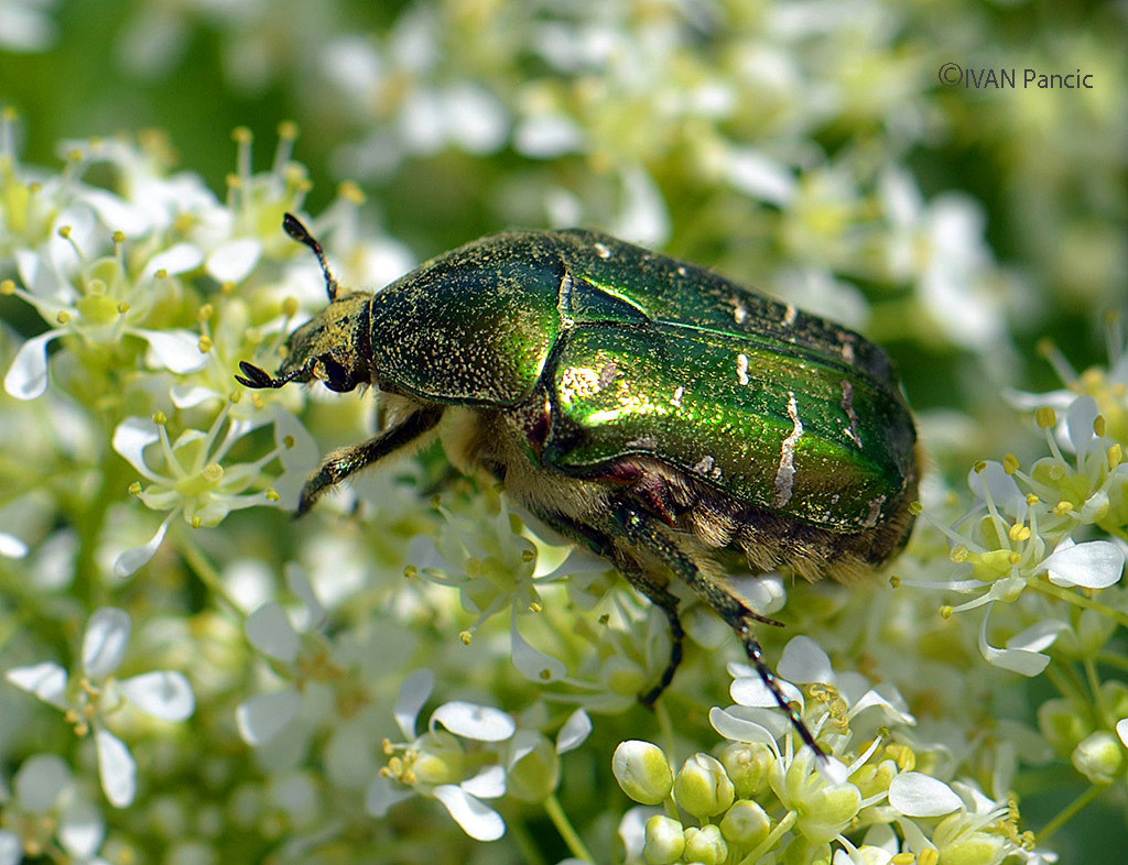 Goldsmith Beetle