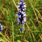 Anise Hyssop