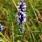 Anise Hyssop