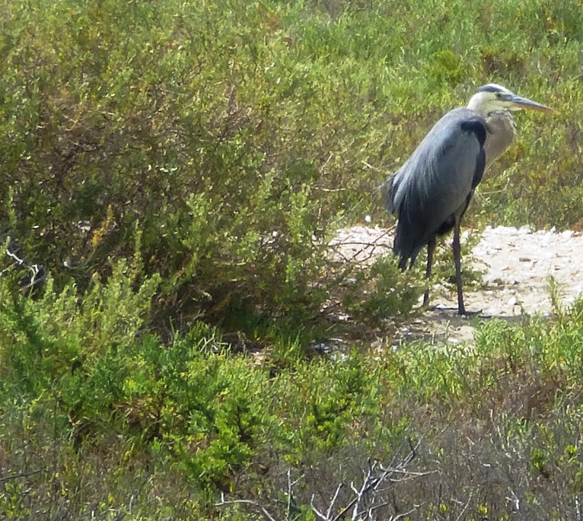 Blue Heron