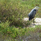 Blue Heron