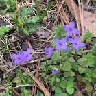 Tiny Bluet