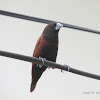 Chestnut Munia