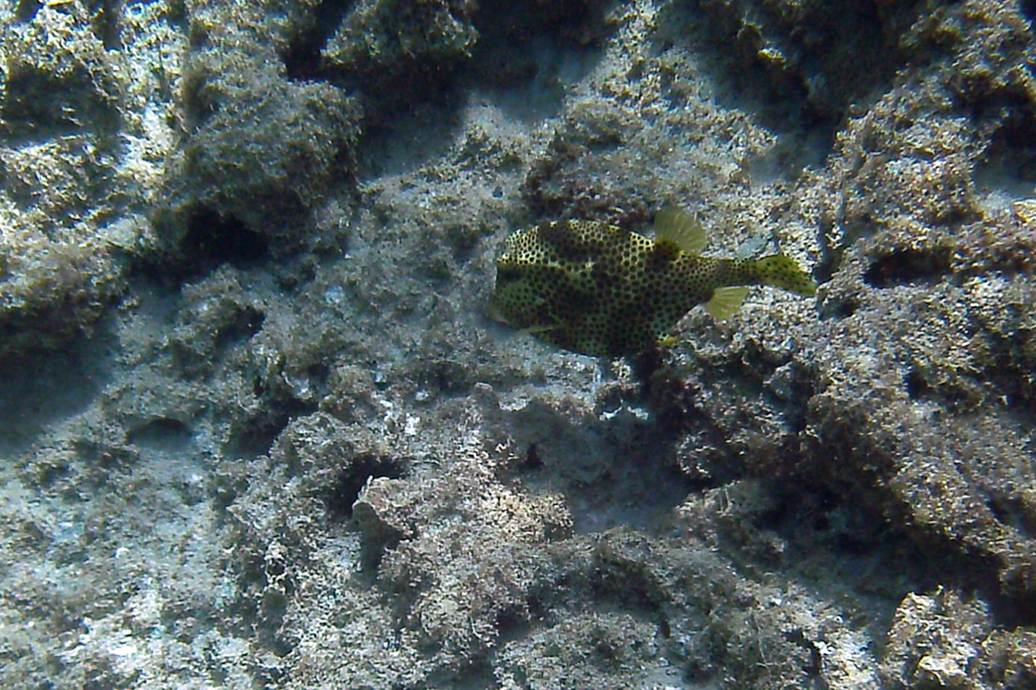 Spotted Trunkfish