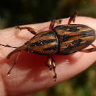 Silky Cane Weevil