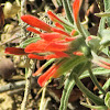 Indian Paintbrush