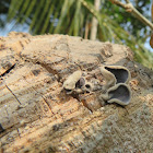 Jelly-ear Fungus