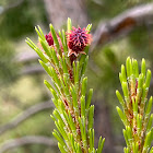 Female Pine Cones