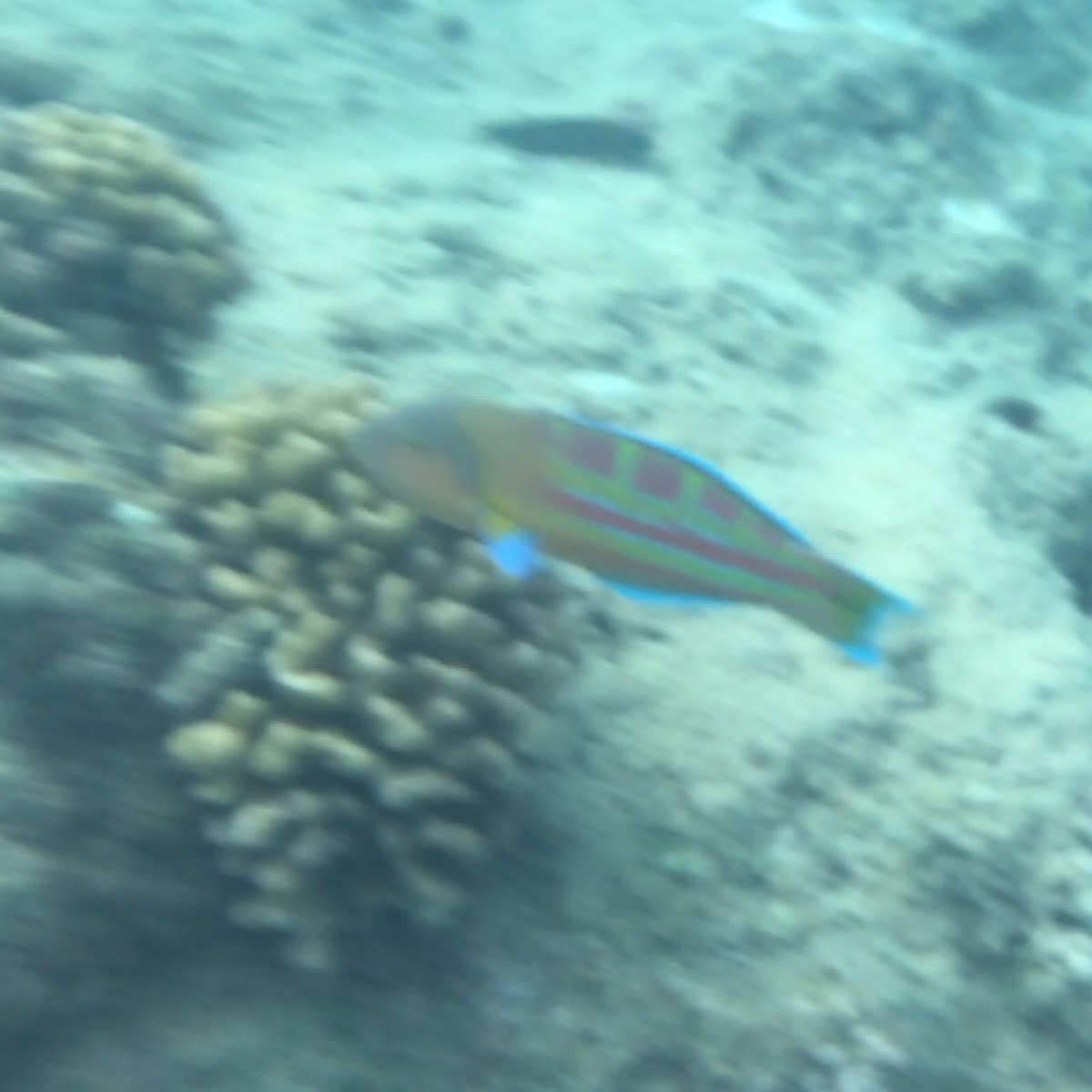 Christmas wrasse