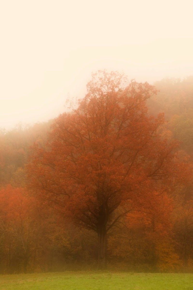 il bello della nebbia di mauro_zoboli