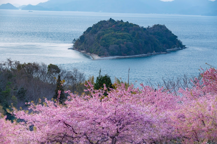 MAZDA3の広島・春の風物詩と愛車・黄砂と花粉は敵・超朝活・あやしいライトアップに関するカスタム事例の投稿画像5枚目