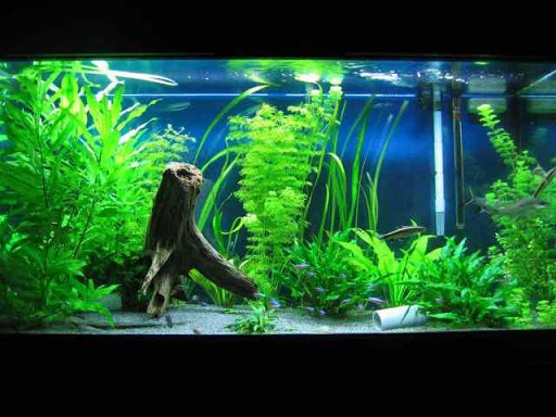 Aquarium Decoration Ideas