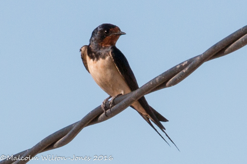 Barn Swallow; Golondrina Común