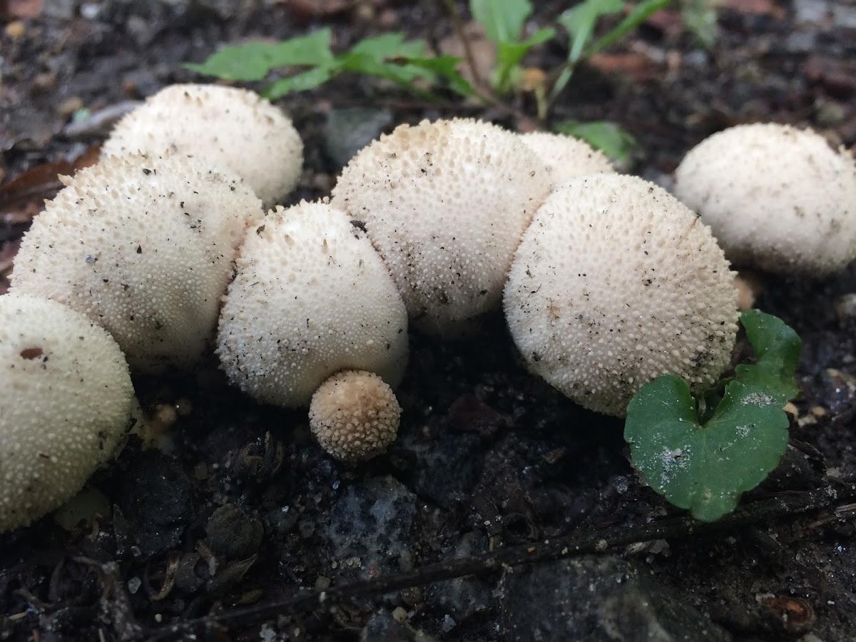 Gem-studded Puffball