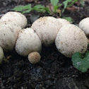 Gem-studded Puffball