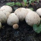 Gem-studded Puffball