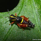 Aztec Spur-Throat Grasshopper Nymph